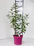 buddleja-davidii-white-profusion-budleja-dawida-white-profusion-c2