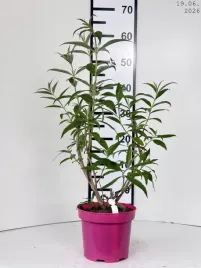 buddleja-davidii-white-profusion-budleja-dawida-white-profusion-c2