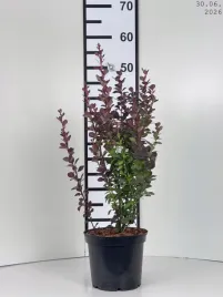 berberis-thunbergii-chocolate-summer-berberys-pbr-c2