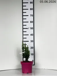 berberis-thunbergii-berberys-thunberga-c15-2