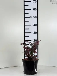 berberis-thunbergii-atropurpurea-nana-berberys-c2