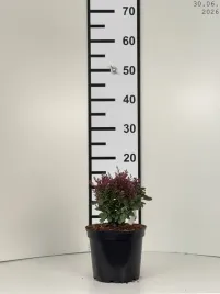 berberis-thunbergii-bagatelle-berberys-thunberga-bagatelle-c2