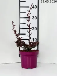 berberis-thunbergii-red-chief-berberys-thunberga-red-chief-c2