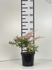 berberis-thunbergii-natasza-pbr-berberys-thunberga-natasza-pbr-c2