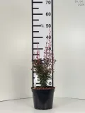 berberis-thunbergii-rosy-rocket-pbr-berberys-c2
