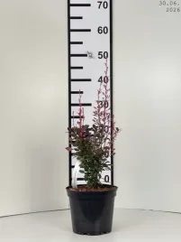 berberis-thunbergii-rosy-rocket-pbr-berberys-c2