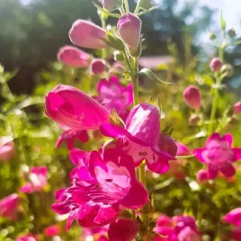 penstemon-magenta-sadzonka-intensywnie-rozowe-dzwonkowate-kwiaty