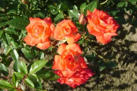 pomaranczowoczerwona-roza-okrywowa-miniature-orange