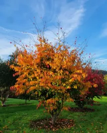 parocja-perska-parrotia-persica-sadzonki-p9-p95