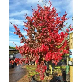 parocja-perska-bella-parrotia-persica-sadzonki-p9-wysokosc-40-60-cm