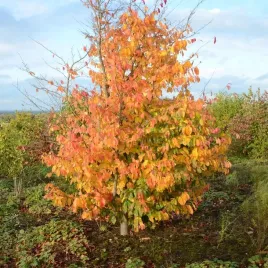 parocja-perska-vanessa-parrotia-persica-sadzonki-c15-wysokosc-40-60-cm