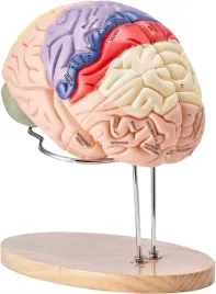 model-anatomiczny-mozgu-2-1-4-czesciowy-do-nauki-kolorowy-oznaczony