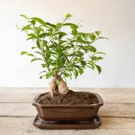 doniczka-bonsai-prostokatna-s-ceramiczna-brazowa-komplet