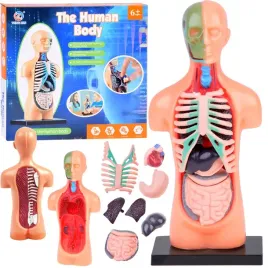 zestaw-edukacyjny-model-anatomiczny-cialo-czlowieka-organy-11ele-za5200