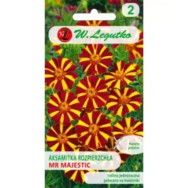 aksamitka-rozpierzchla-mr-majestic-kwiaty-mahoniowo-brazowe-030-g