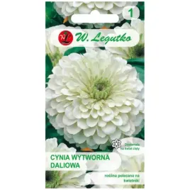cynia-wytworna-daliowa-polar-bear-kwiaty-biale