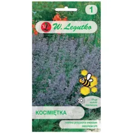 kocimietka-niebieskofioletowa