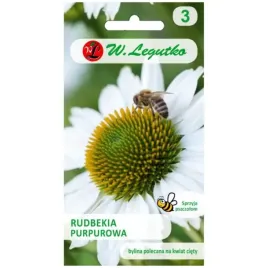 jezowka-biala-rudbekia-purpurowa