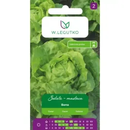 salata-glowiasta-maslowa-bona-odmiana-wczesna-zoltawozielona