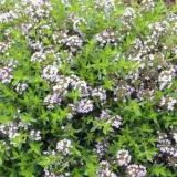 macierzanka-cytrynowa-thymus-cit-aureus