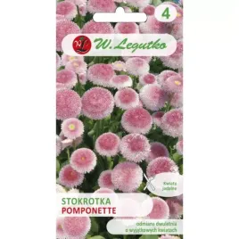 stokrotka-pospolita-pomponette-rozowa