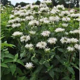 pysznoglowka-bee-bright-monarda-hybrida-sadzonka