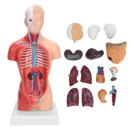 model-anatomiczny-czlowieka-12-wyjmowanych-czesci-edukacyjna-ekspozycja