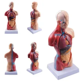 model-anatomiczny-czlowieka-12-wyjmowanych-czesci-edukacyjna-ekspozycja
