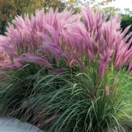 rozplenica-japonska-pennisetum-alopecuroides-red-head
