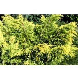 jalowiec-posredni-juniperus-media-king-of-spring