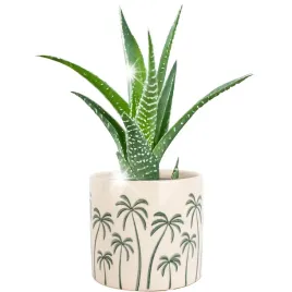 doniczka-palmy-ceramiczna-bezowa-14cm-na-parapet-kwiaty-balkon-taras