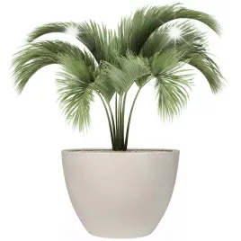 doniczka-32cm-szara-duza-do-palmy-salonu-domu-na-parapet-balkon-palme