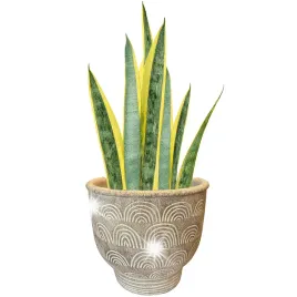 doniczka-boho-betonowa-18cm-na-parapet-ziola-bonsai-balkon-taras-oslonka