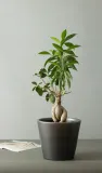 donica-sofia-ceramiczna-czarny-mat-sr-21cm