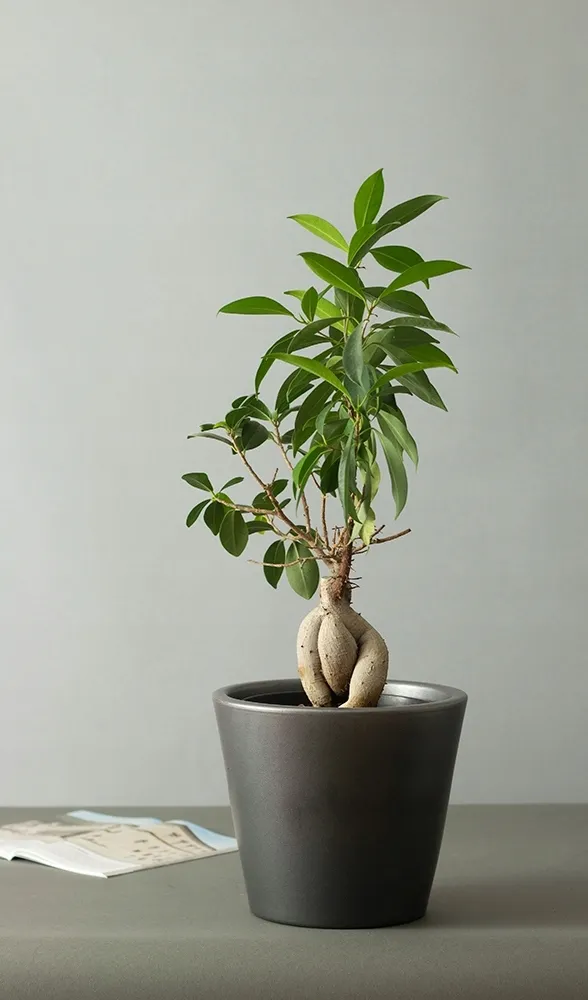 donica-sofia-ceramiczna-czarny-mat-sr-21cm