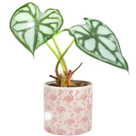 doniczka-flamingi-ceramiczna-biala-14cm-flaming-okragla-na-parapet-kwiaty