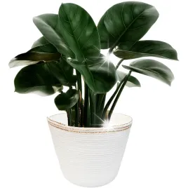 doniczka-biala-duza-23cm-naturalna-na-balkon-taras-bonsai-zamiokulkas-boho