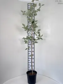 sorbus-intermedia-jarzab-szwedzki-c45
