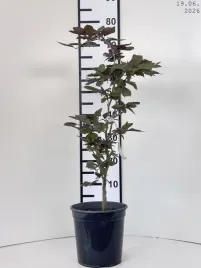 fagus-sylvatica-atropunicea-buk-pospolity-atropunicea-c45