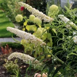 buddleja-davidii-white-profusion-budleja-dawida-white-profusion-c2