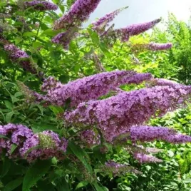 buddleja-davidii-pink-delight-budleja-dawida-pink-delight-c2