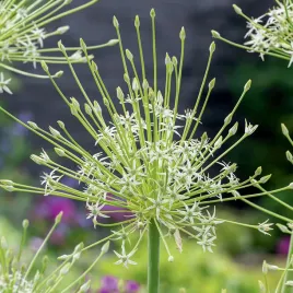 allium-czosnek-ozdobny-arctic-snow-1-szt-cebulki-kwiatowe-czosnki-ozdobne