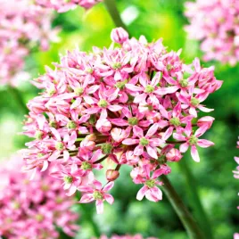 allium-czosnek-ozdobny-pink-jewel-1-szt-cebulki-kwiatowe-czosnki-ozdobne