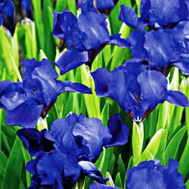 irys-pumila-niski-little-saphire-1-szt-irysy-sadzonki-irysow-kosaciec