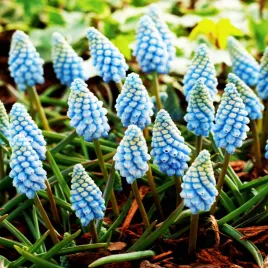 muscari-szafirek-valerie-finish-10-szt-szafirki-cebulki-cebule-szafirkow