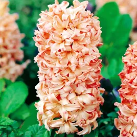 hiacynt-apricot-passion-3-szt-hiacynty-cebulki-cebule-hiacyntow-kwiaty