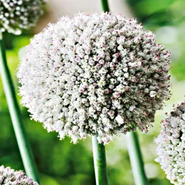 allium-czosnek-ozdobny-white-cloud-5-szt-cebulki-kwiatowe-czosnki-ozdobne