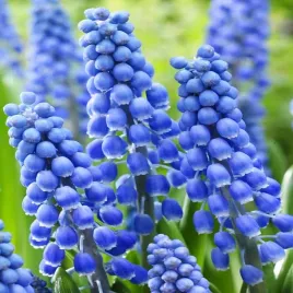 muscari-szafirek-big-smile-10-szt-szafirki-cebulki-cebule-szafirkow