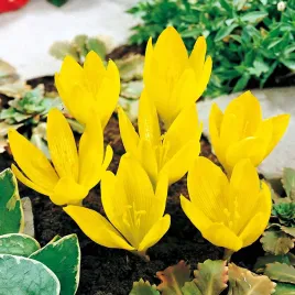 zimowit-jesienny-zolty-sternbergia-1-szt-colchicum-cebulki-cebule-kwiatowe