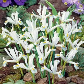 irys-reticulata-white-bialy-5-szt-irysy-cebulki-irysow-kosaciec